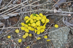 Stigmaphyllon emarginatum