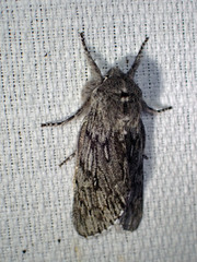 Brachionycha borealis