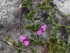 Indigofera candolleana