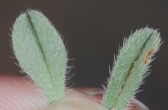 Lappula occidentalis