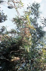 Dracaena afromontana