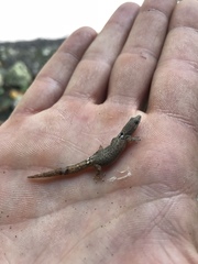 Sphaerodactylus glaucus