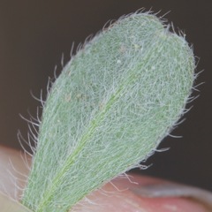 Lappula occidentalis