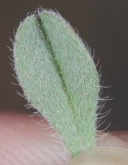 Lappula occidentalis