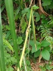 Takydromus viridipunctatus