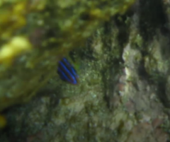 Parma alboscapularis