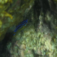 Parma alboscapularis