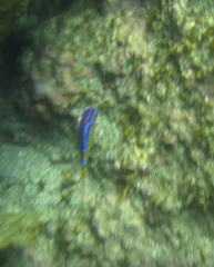 Parma alboscapularis