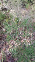 Petrophile sessilis