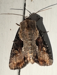 Lateroligia ophiogramma