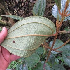Miconia cataractae