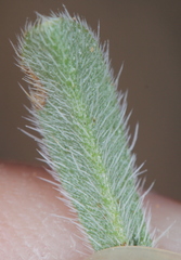 Cryptantha minima