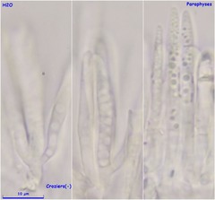 Lachnum controversum