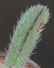 Cryptantha minima