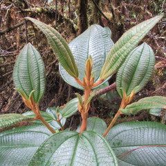 Miconia cataractae