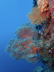 Chironephthya