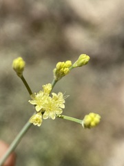 Eriogonum brevicaule