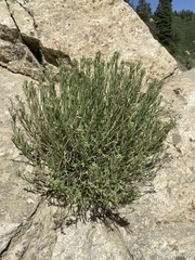 Artemisia inaequifolia