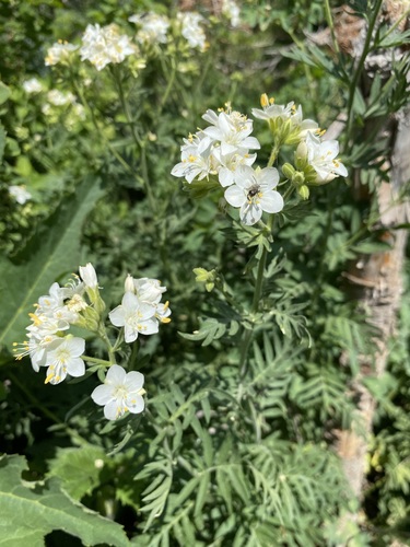 Towering Jacob's-ladder (Polemonium foliosissimum)