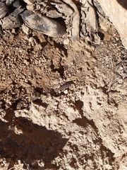 Stratiomyomorpha