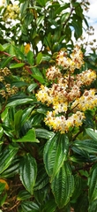 Miconia crocea