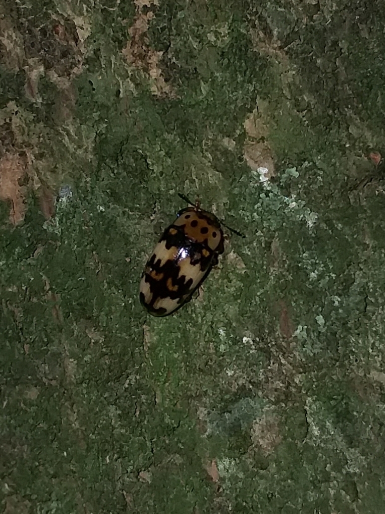 Ischyrus fulmineus