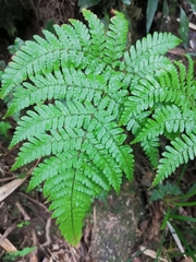 Dryopteris formosana