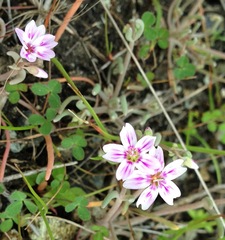 Claytonia exigua