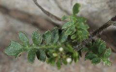 Planodes virginicum