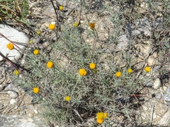 Thymophylla setifolia