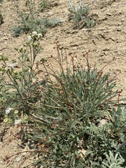 Eriogonum brevicaule