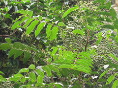 Toxicodendron striatum