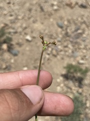 Eriogonum brevicaule