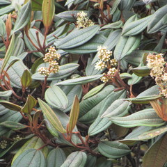 Miconia cataractae