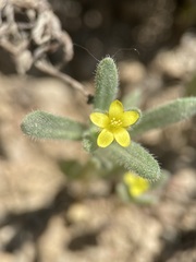 Mentzelia dispersa
