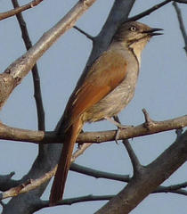 Cichladusa arquata