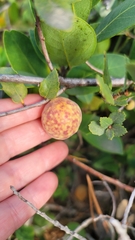 Andricus vacciniifoliae