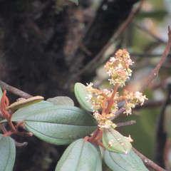 Miconia cataractae