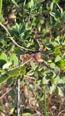 Andricus vacciniifoliae