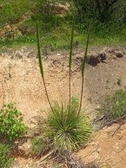 Agave striata