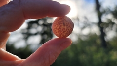 Andricus vacciniifoliae