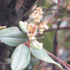 Miconia cataractae
