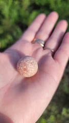 Andricus vacciniifoliae