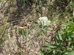 Achillea millefolium borealis