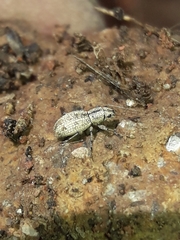 Mitostylus setosus