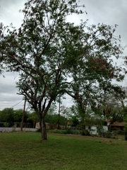 Leucaena pulverulenta