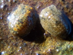 Exosphaeroma planulum