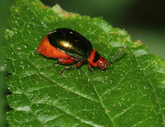 Kuschelina gibbitarsa