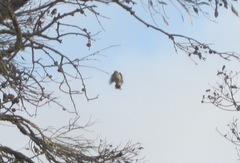 Acanthiza chrysorrhoa