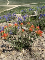 Castilleja applegatei viscida